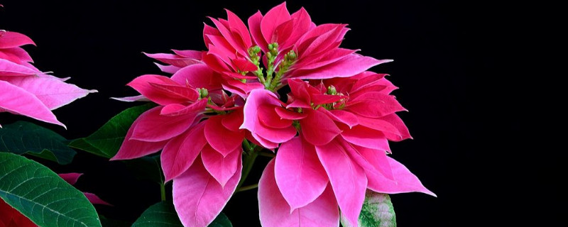 一品红长太高怎么办（一品红长高了怎么办）