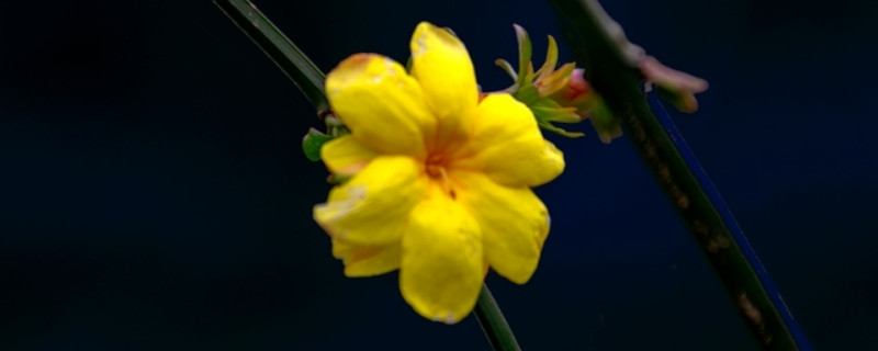 迎春花和云南黄馨区别 云南黄素馨和迎春花的区别