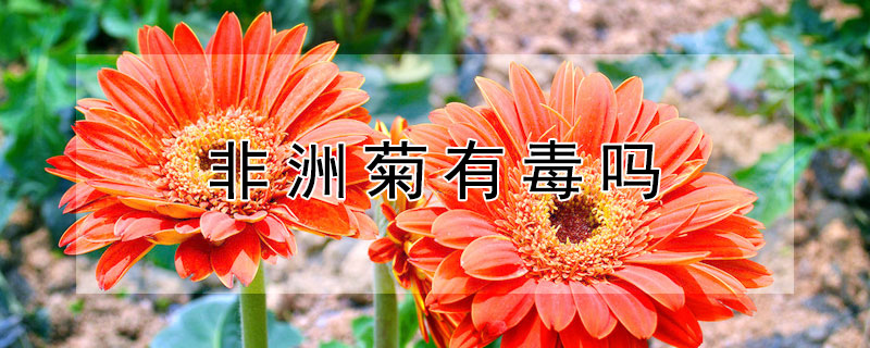 非洲菊有毒吗 非洲菊有毒吗?可以在室内吗