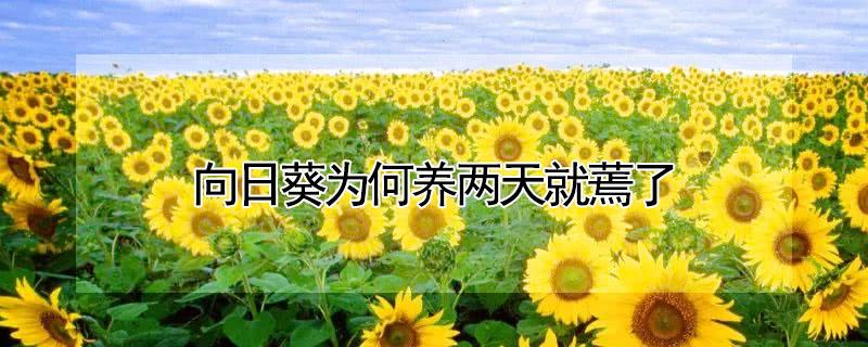 向日葵为何养两天就蔫了 向日葵怎么会蔫