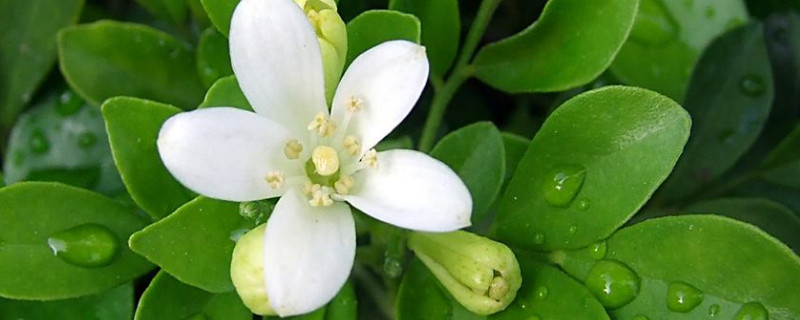 九里香怎么移栽成活率高(怎样栽九里香成活率高)