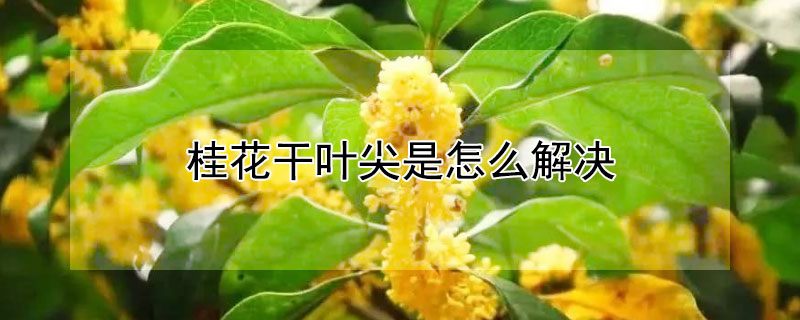 桂花干叶尖是怎么解决(桂花干叶尖是怎么回事)