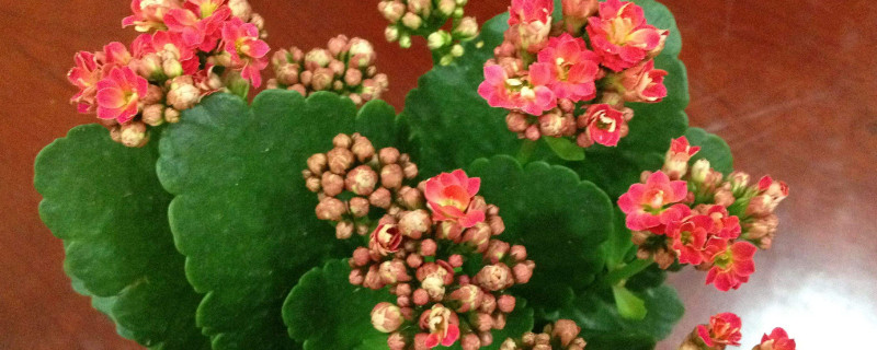 长寿花不死不活咋回事 长寿花死了还能活吗