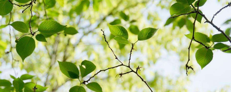 樱花叶子打蔫是什么原因（樱花夏天叶子枯了）