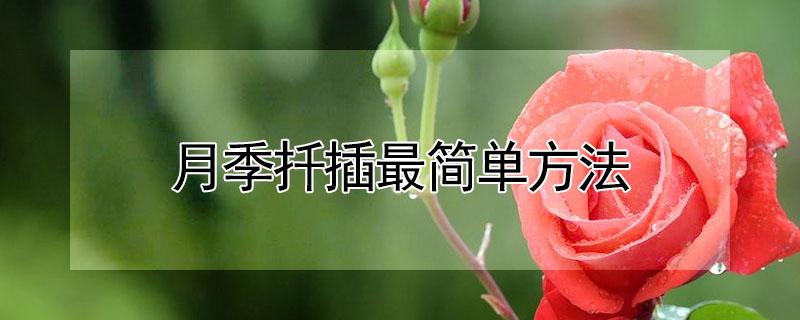 月季扦插最简单方法(春季月季扦插最简单方法)
