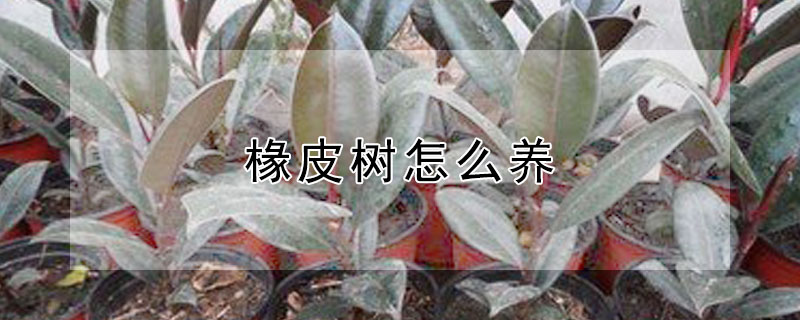 椽皮树怎么养（橡皮树的种植技术）