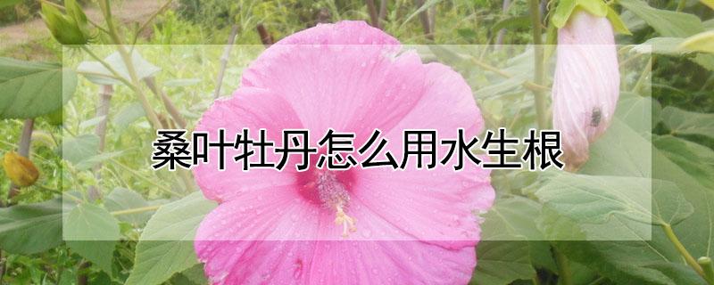 桑叶牡丹怎么用水生根(桑叶牡丹水培方法)