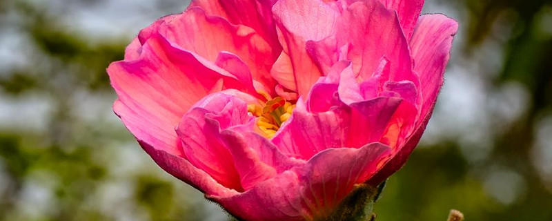 芙蓉花和木槿花的区别(芙蓉和木槿是同一种花)