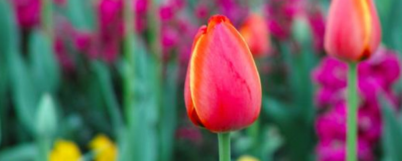 郁金香种球怎么催芽（郁金香种子怎么催芽）