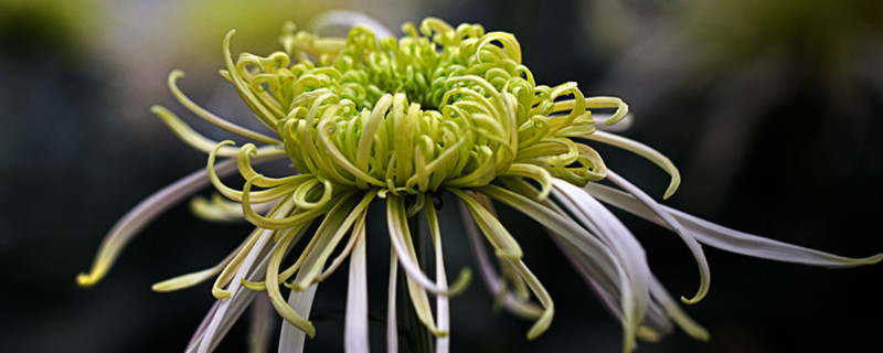 菊花一年开几次花 菊花一年开几次花?