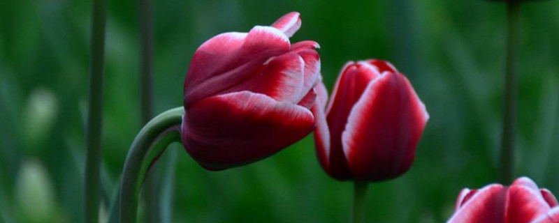 郁金香夹箭的处理方法（郁金香花箭短）