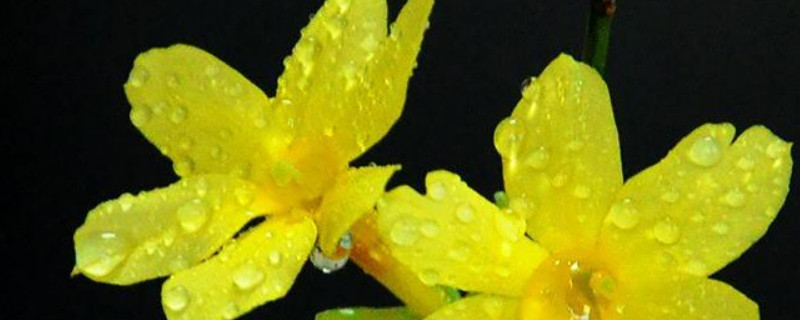 迎春花的养殖方法和注意事项 迎春花的养殖方法和注意事项 盆栽海棠花