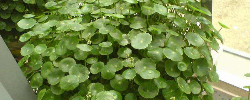 土培铜钱草的养殖方法和注意事项 铜钱草的种植方法土培