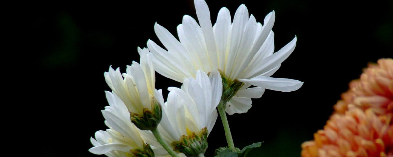 菊花冬天能栽活吗 菊花冬天移栽会活吗