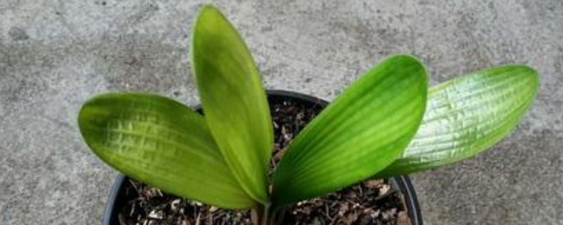 君子兰如何开花（如何让君子兰快速开花）