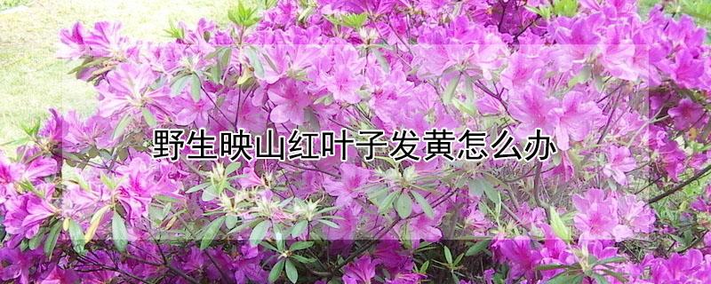 野生映山红叶子发黄怎么办 映山红叶子发黄怎么办
