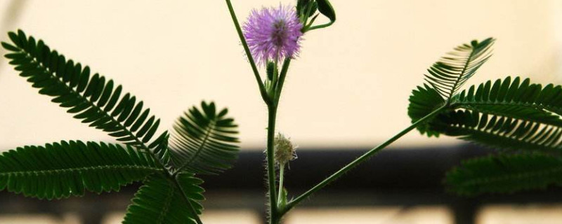 含羞草可以水培吗（含羞草可以水培吗,含羞草水培方法）