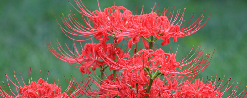 彼岸花球茎多少天开花 彼岸花种球多久才开花