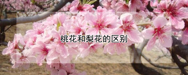 桃花和梨花的区别 桃花和梨花的区别在哪里