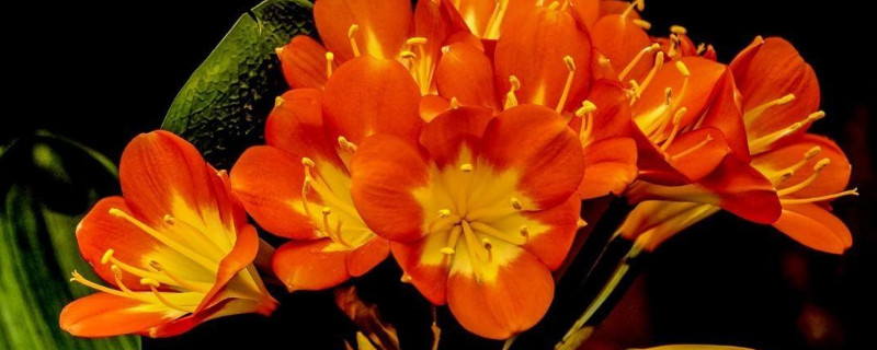 君子兰喜光还是喜阴（君子兰喜光还是不喜光）