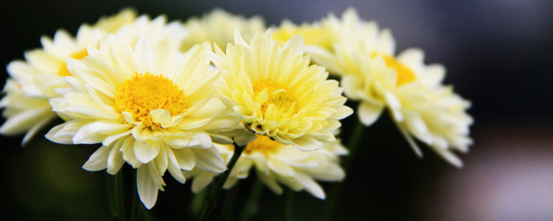 菊花浇水要浇透吗(菊花要不要浇水)