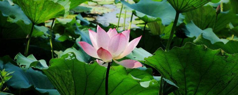 荷花什么时候种 荷花什么时候种植最好