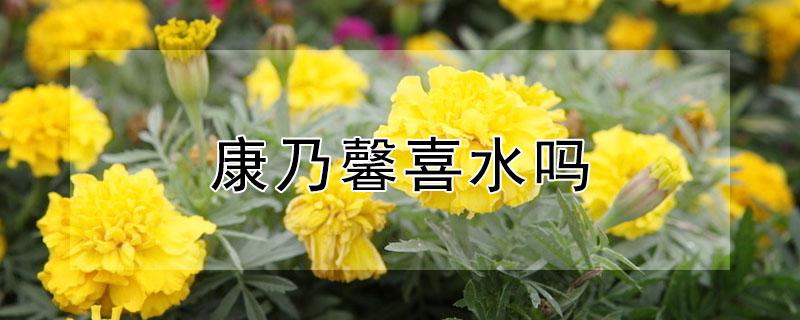 康乃馨喜水吗 康乃馨水多还是水少