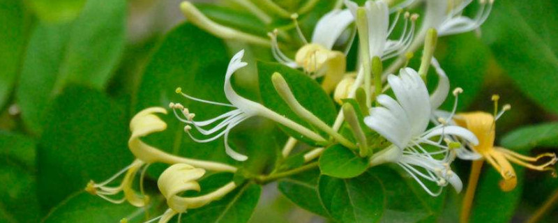 金银花采摘后怎么处理（金银花采摘后怎么处理?）