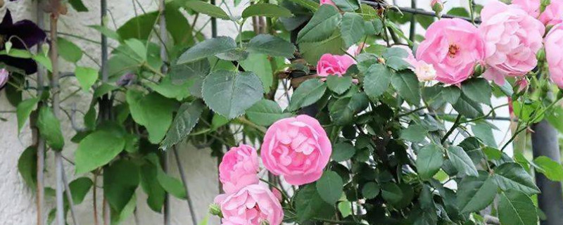 月季光长叶子不开花怎么回事 月季光长个不开花