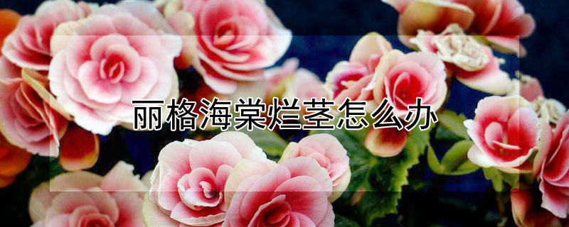 丽格海棠烂茎怎么办 丽格海棠烂茎怎么回事