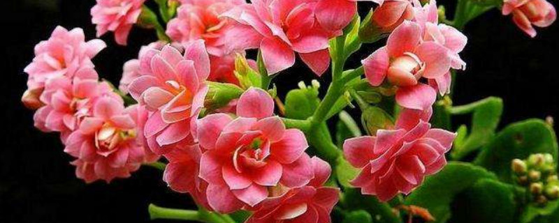 长寿花怎么摘心 长寿花怎么摘心打顶