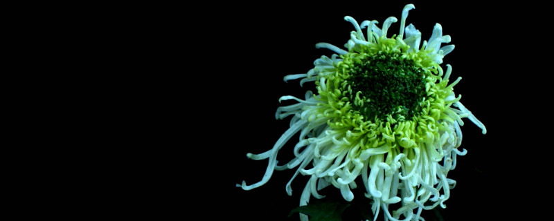 菊花叶片上的斑点是啥 菊花叶子长斑