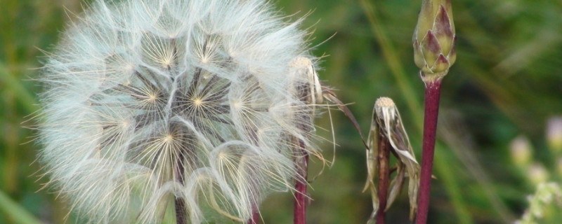 种蒲公英几天出苗 蒲公英种下后多久开花
