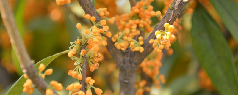 桂花夏天怕太阳直射吗（桂花夏天能晒太阳吗）