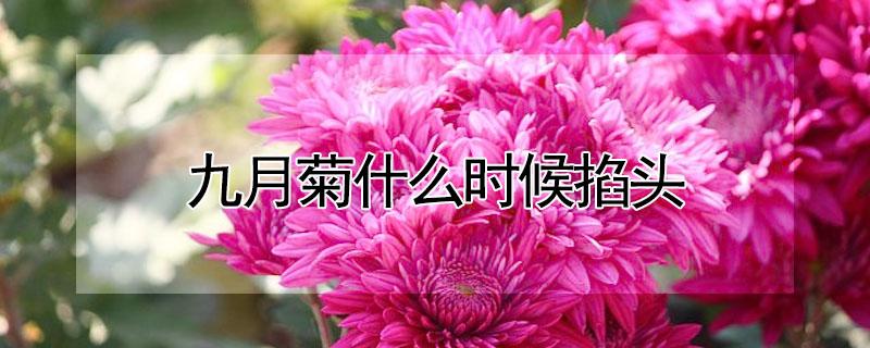 九月菊什么时候掐头（菊花几月掐头）