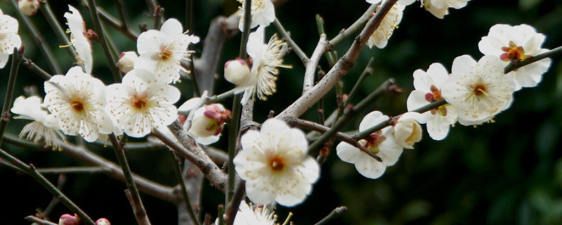 腊梅水养可以养多久（澳洲腊梅水养可以养多久）