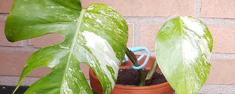 龟背竹茎发黑是烂根吗(龟背竹黑根腐烂)