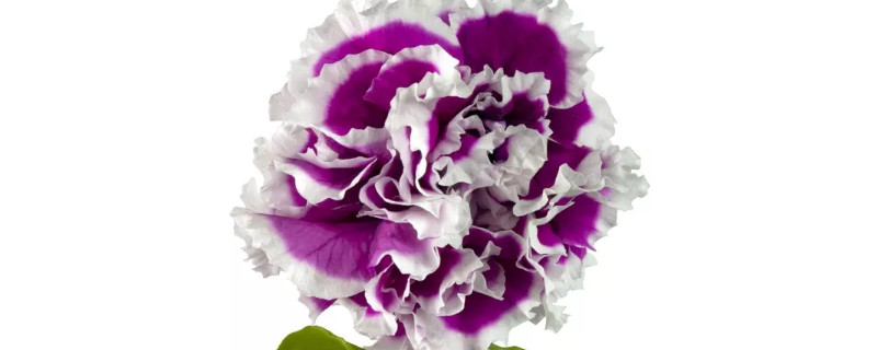 康乃馨能水养吗 康乃馨怎么水养时间长