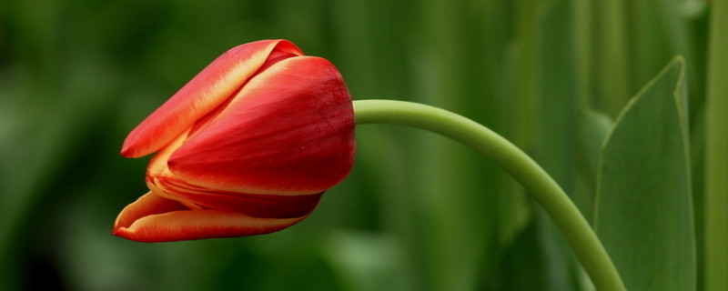 郁金香要剥皮吗 郁金香没剥皮就种了怎么办