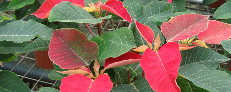 一品红寿命多久（一品红能活几年?）