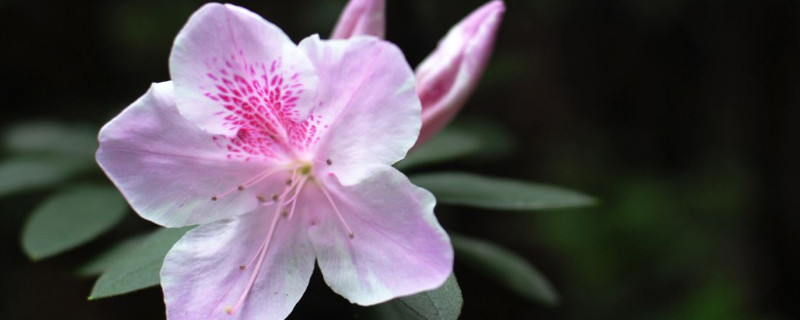 杜鹃花什么时候插扦 杜鹃花几月份扦插