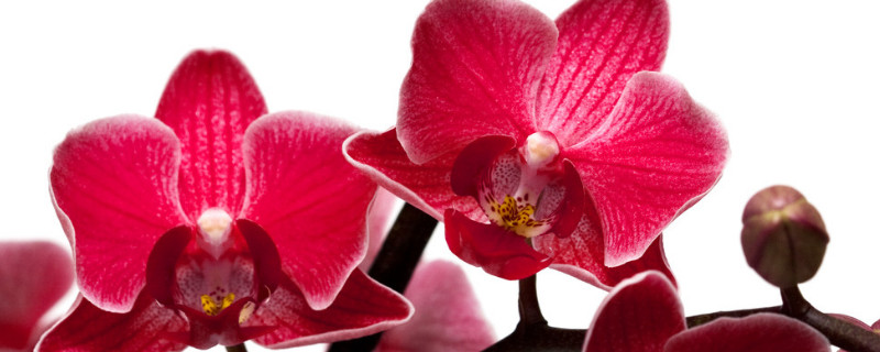 蝴蝶兰养多久才能开花(蝴蝶兰能开多长时间花)