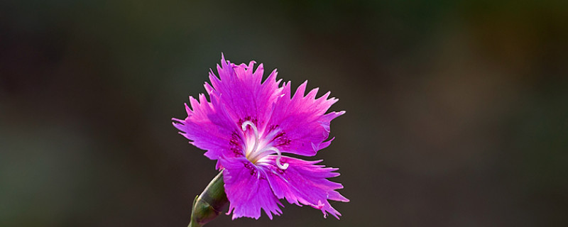 康乃馨水养底怎么剪（水养康乃馨根茎怎么剪）