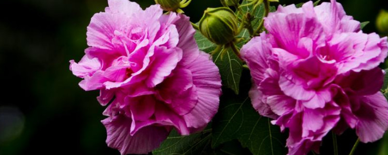 芙蓉花小苗多久能开花 芙蓉花小苗啥时候移栽好