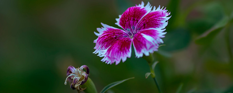 康乃馨小苗徒长太细怎么办 康乃馨幼苗不长怎么办