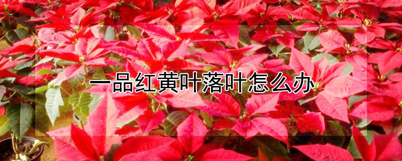 一品红黄叶落叶怎么办（一品红叶子黄叶怎么办）