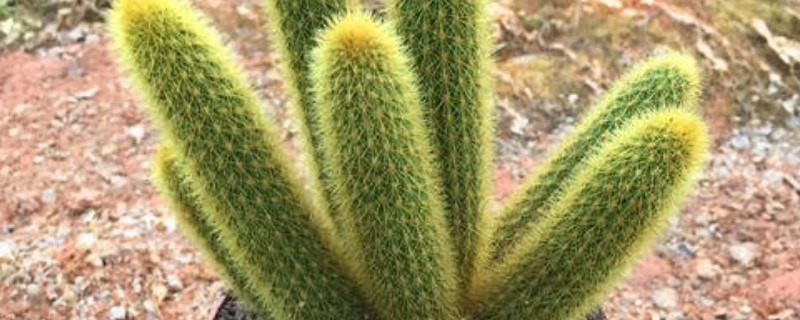 毛毛虫仙人掌怎么养 仙人掌毛毛虫适合在家里养吗