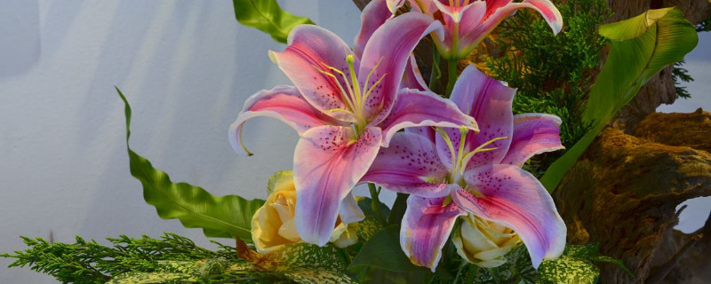 百合怎么种能变多头 百合怎么越种越多