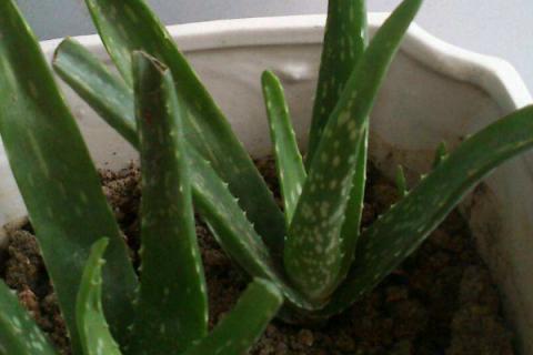 芦荟叶子干瘪能恢复吗