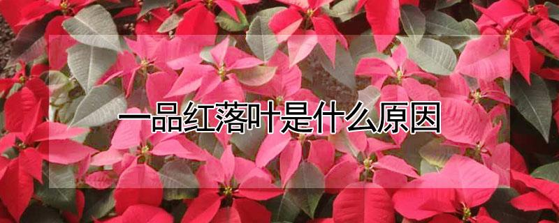 一品红落叶是什么原因 一品红落叶吗